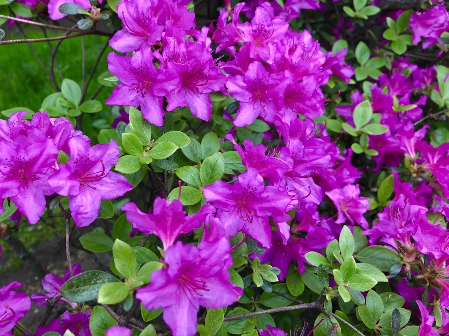 IMG_4068.jpg?type=w966