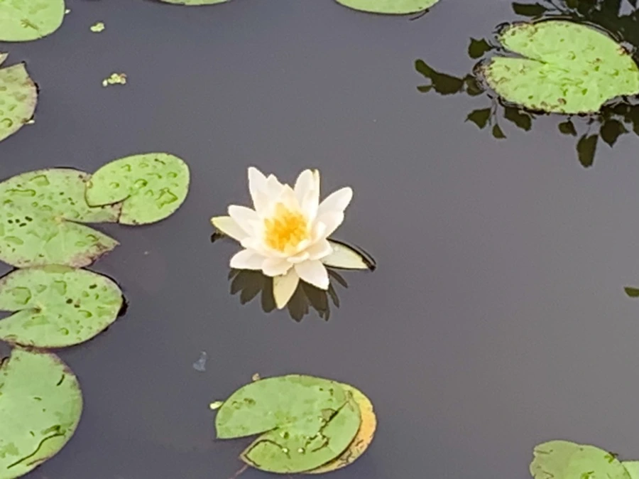 IMG_4443.jpg?type=w966