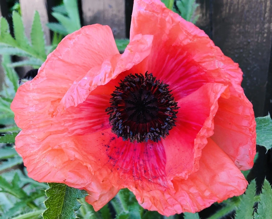 IMG_8544.jpg?type=w966