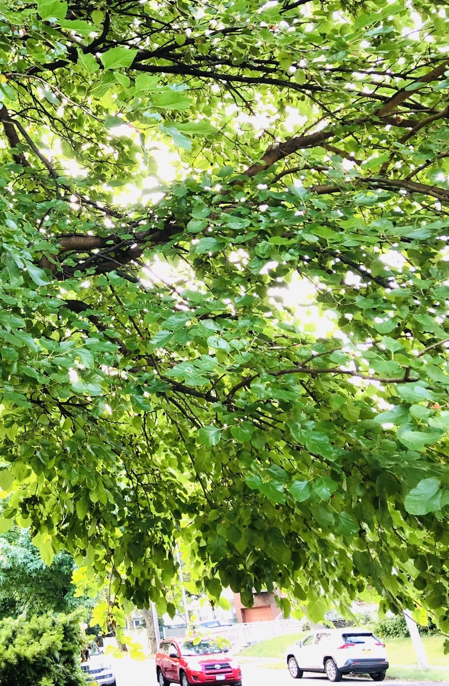 IMG_1728.jpg?type=w966