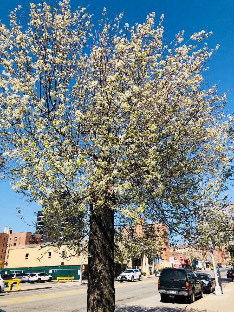 IMG_4603.jpg?type=w966