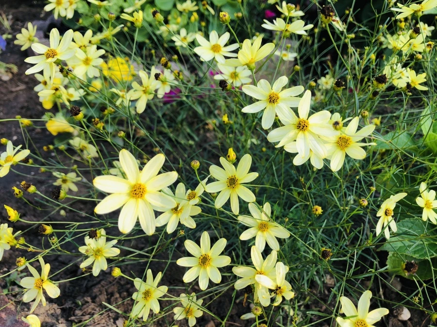 IMG_1811.jpg?type=w966