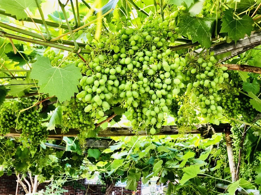 IMG_1147.jpg?type=w966