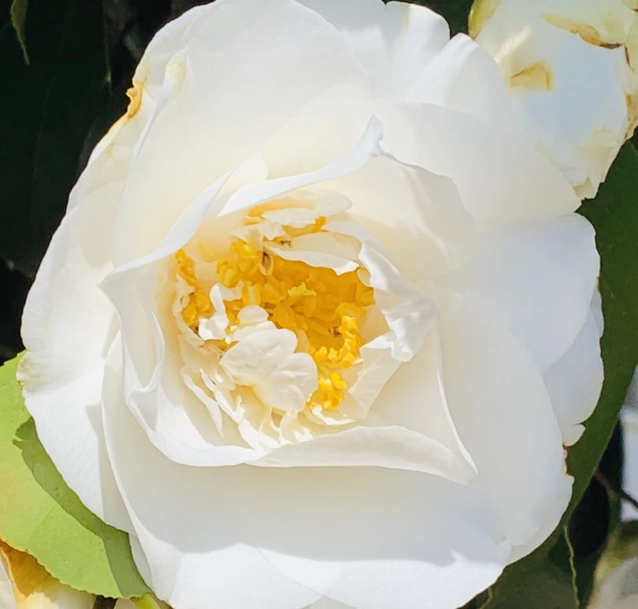 IMG_8597.jpg?type=w966