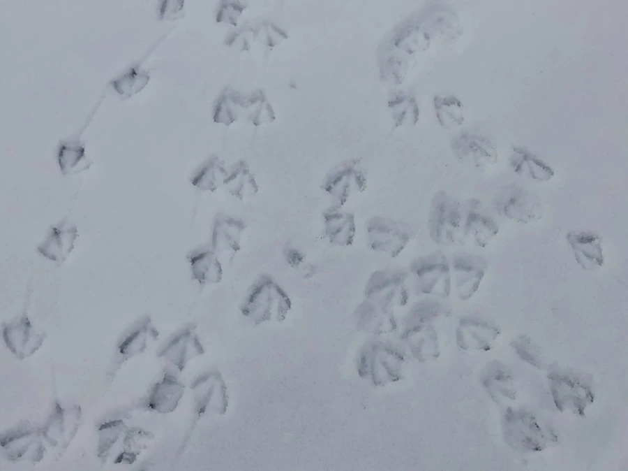 IMG_2535.jpg?type=w966