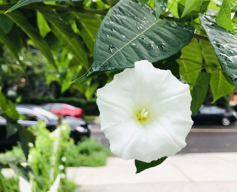 IMG_4318.jpg?type=w966