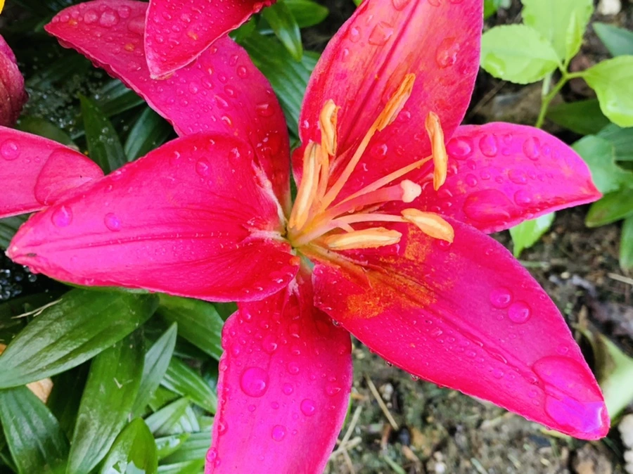 IMG_4800.jpg?type=w966