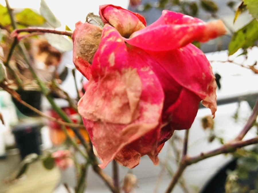 IMG_8185.jpg?type=w966