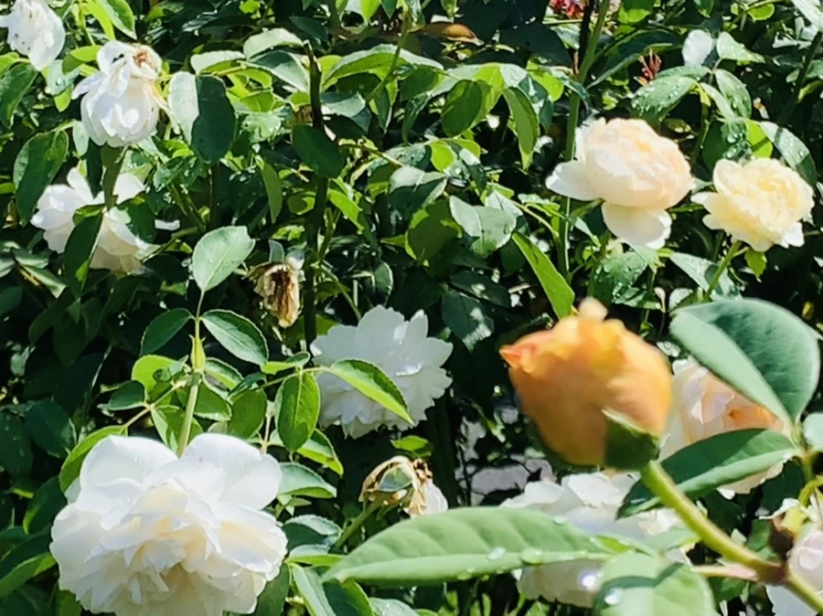 IMG_8421.jpg?type=w966