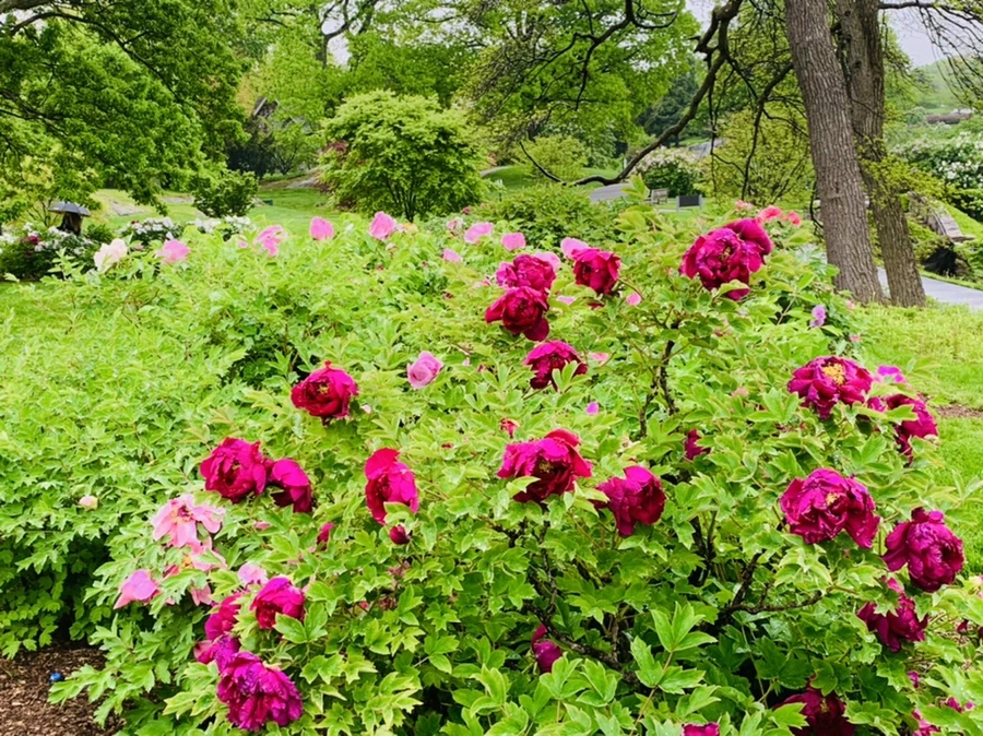 IMG_9993.jpg?type=w966