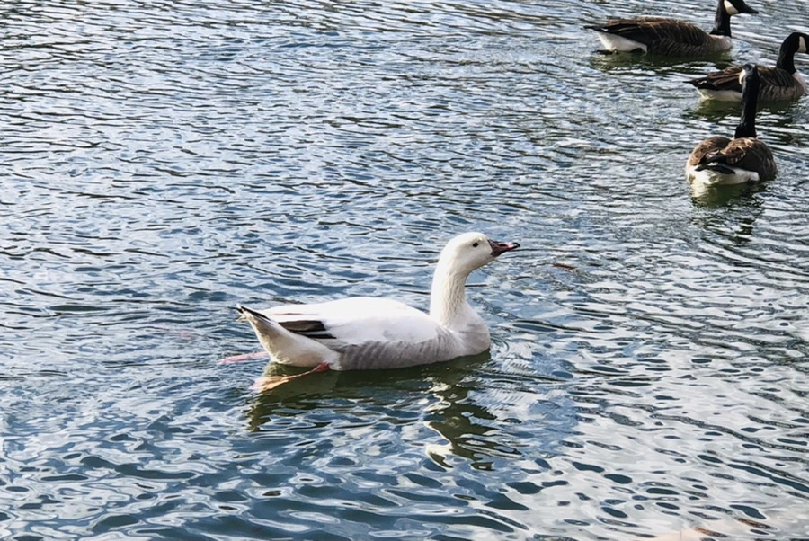 IMG_4359.jpg?type=w966