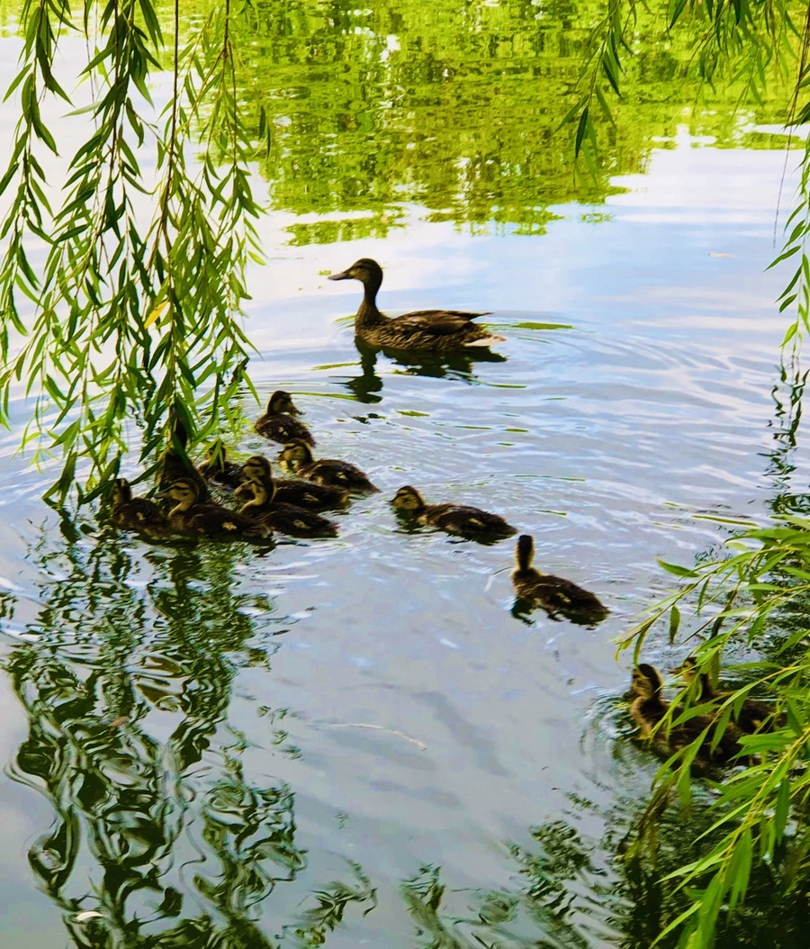 IMG_3153.jpg?type=w966