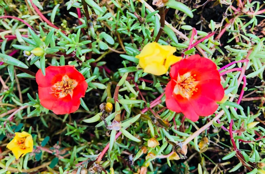 IMG_4689.jpg?type=w966