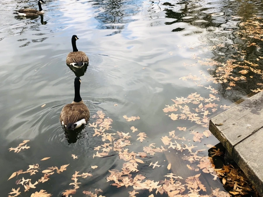 IMG_3950.jpg?type=w966