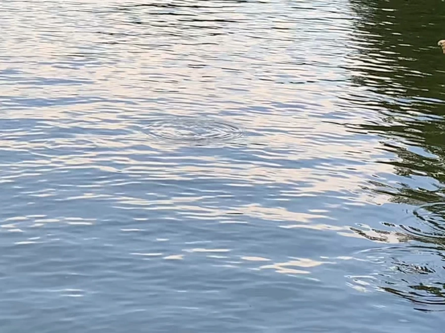 IMG_1691.jpg?type=w966