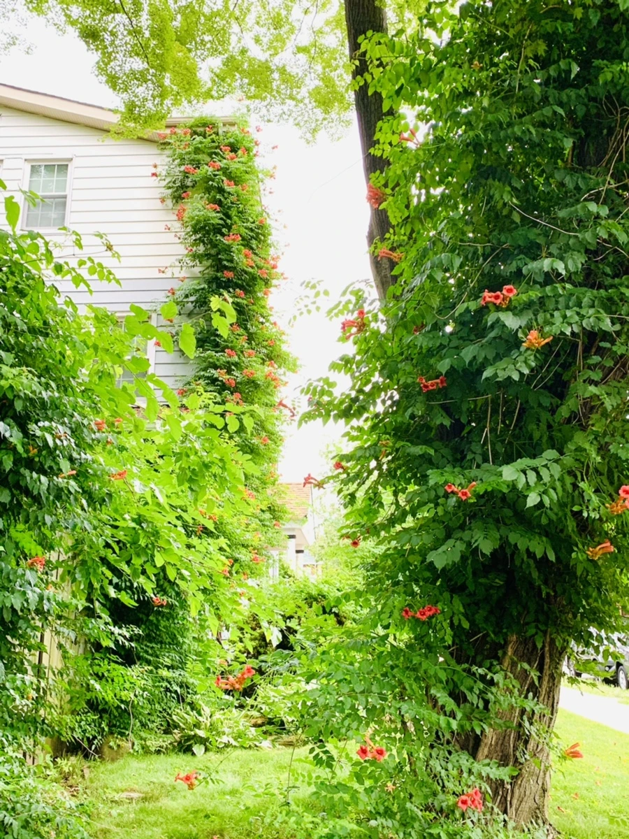 IMG_7458.jpg?type=w966