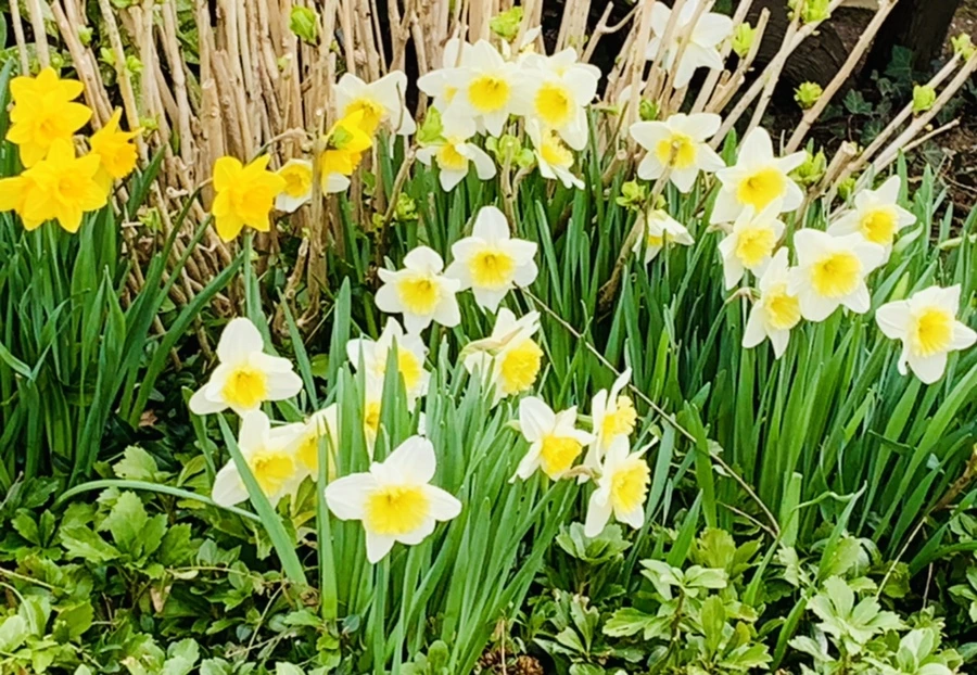 IMG_5885.jpg?type=w966