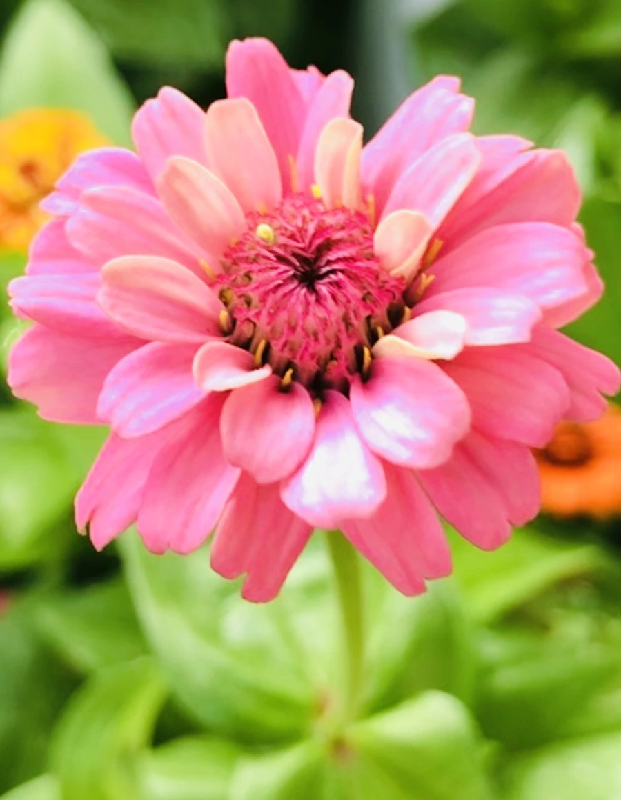 IMG_1836.jpg?type=w966