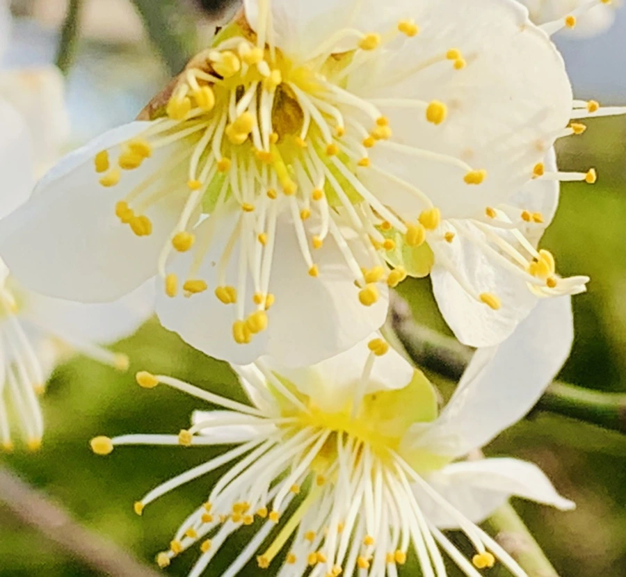 IMG_0245.jpg?type=w966