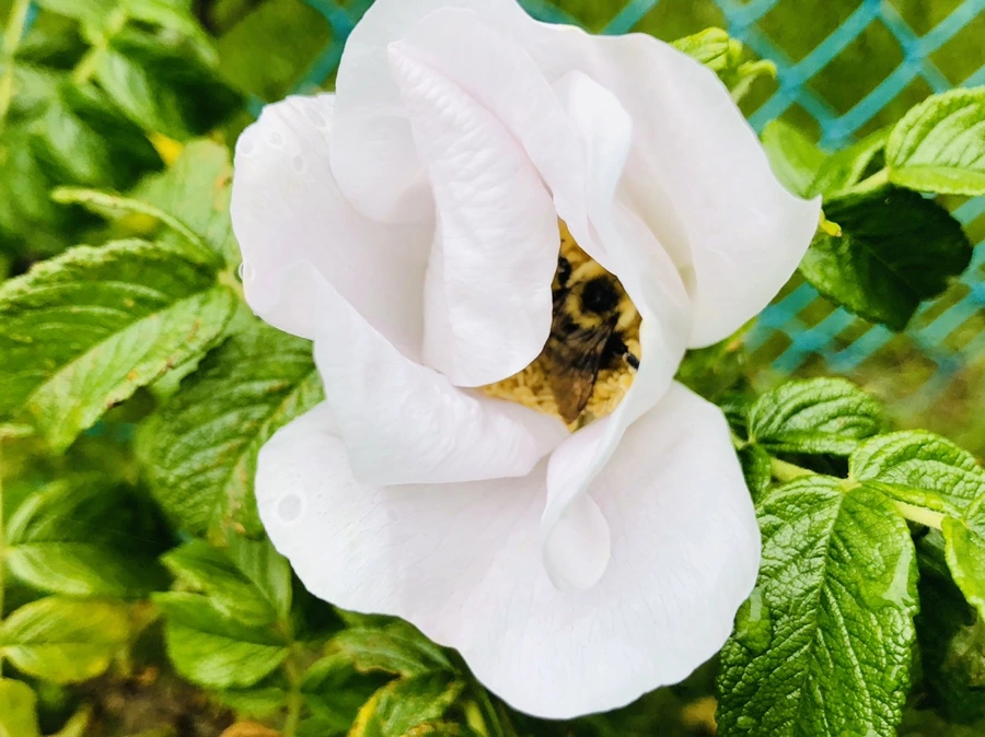 IMG_7532.jpg?type=w966