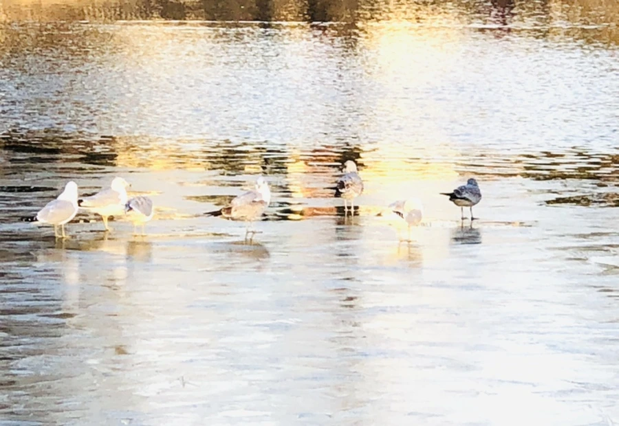 IMG_0890.jpg?type=w966