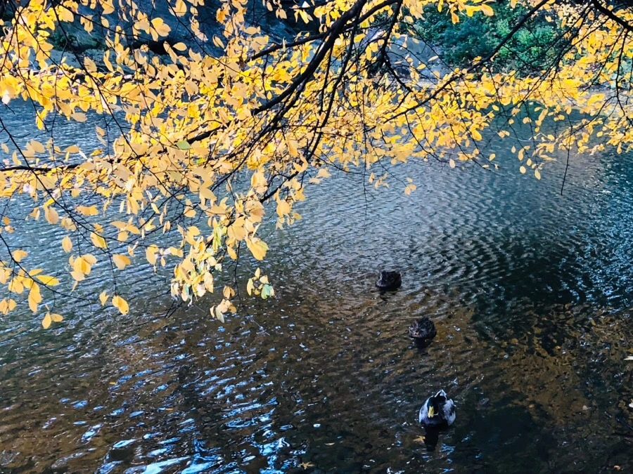 IMG_7311.jpg?type=w966