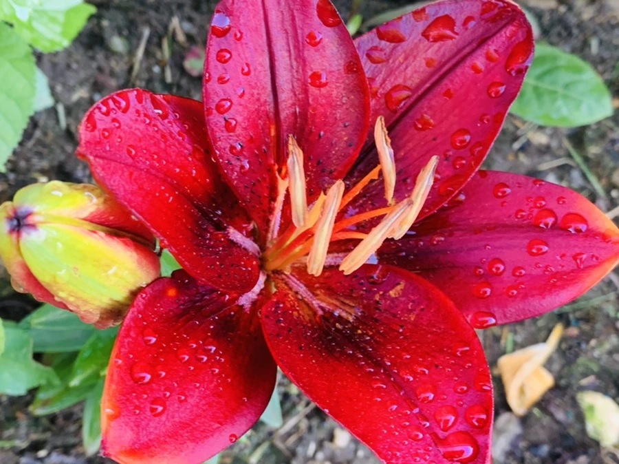 IMG_4801.jpg?type=w966