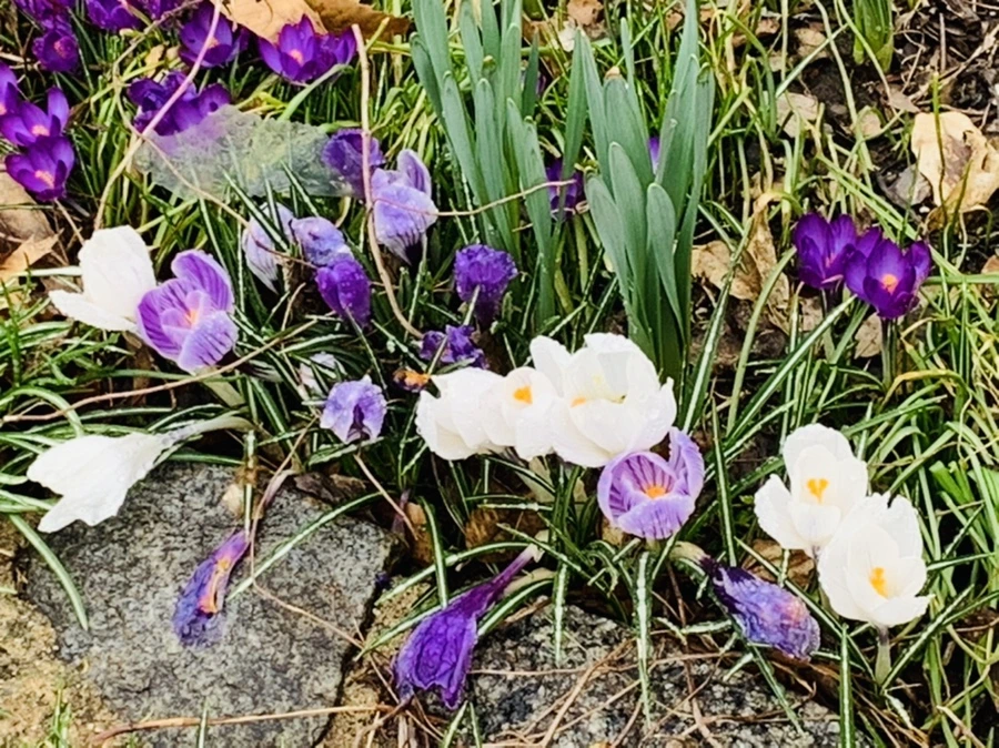 IMG_3768.jpg?type=w966