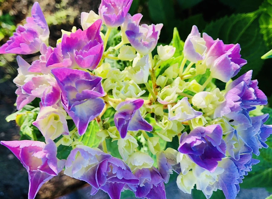 IMG_8489.jpg?type=w966