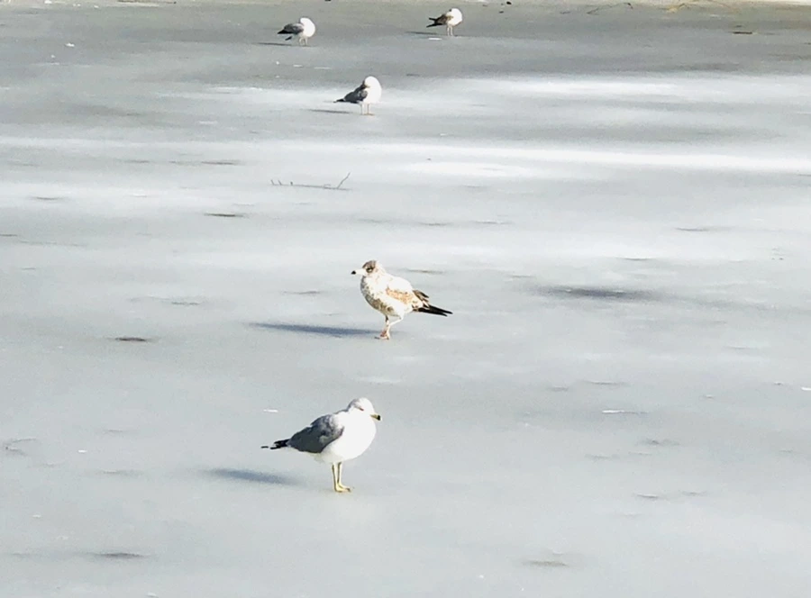 IMG_0181.jpg?type=w966