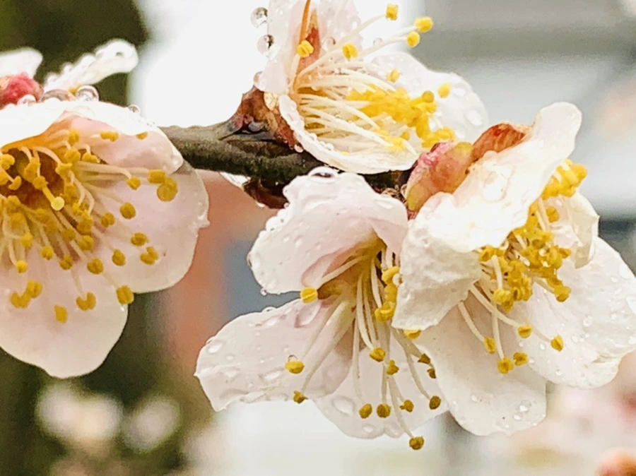 IMG_1985.jpg?type=w966