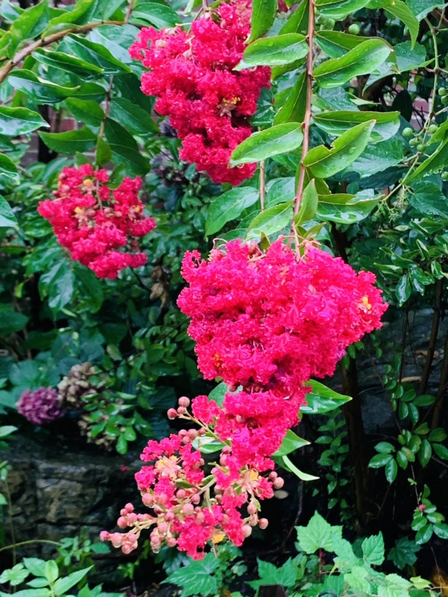 IMG_3758.jpg?type=w966