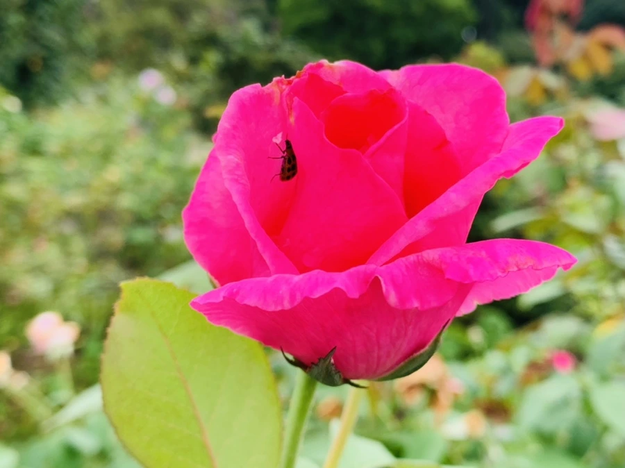 IMG_6896.jpg?type=w966