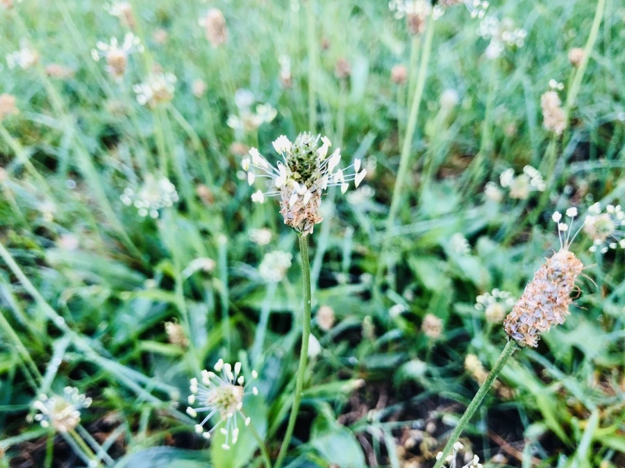 IMG_8340.jpg?type=w966