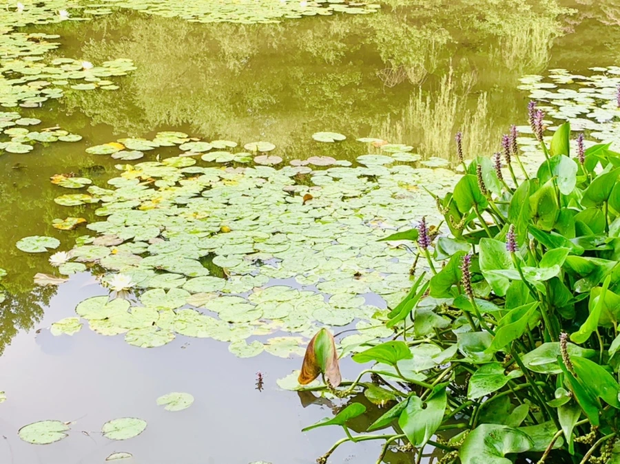 IMG_4418.jpg?type=w966