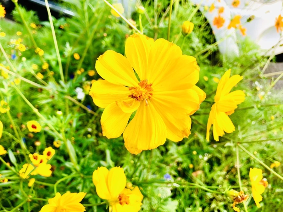 IMG_4590.jpg?type=w966