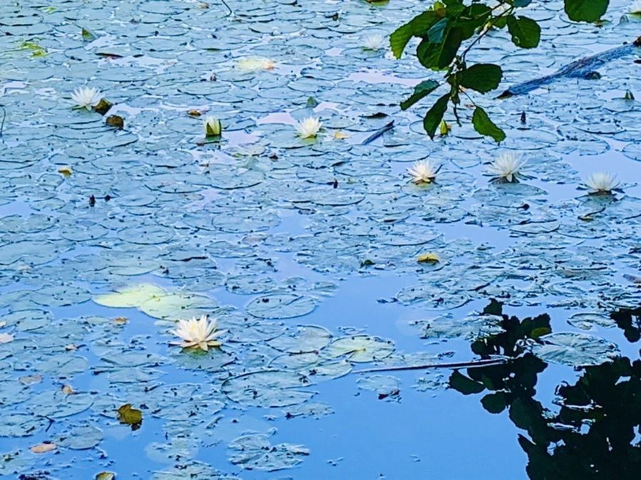 IMG_1223.jpg?type=w966