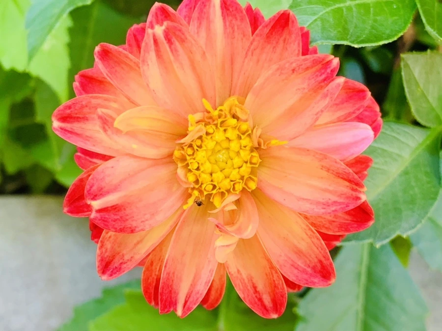 IMG_4838.jpg?type=w966