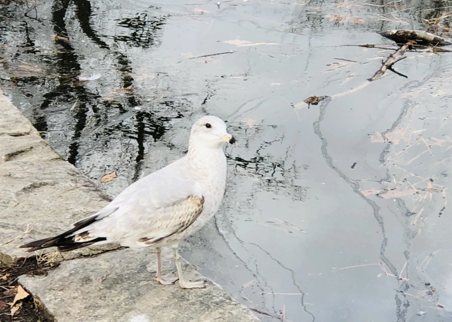 IMG_0011.jpg?type=w966