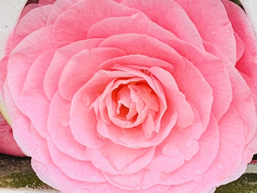 IMG_1442.jpg?type=w966