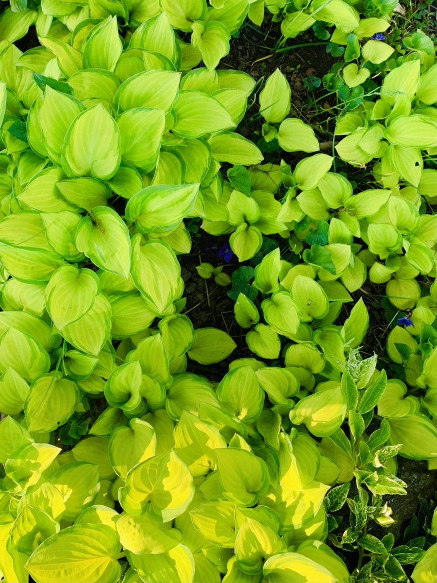 IMG_8557.jpg?type=w966