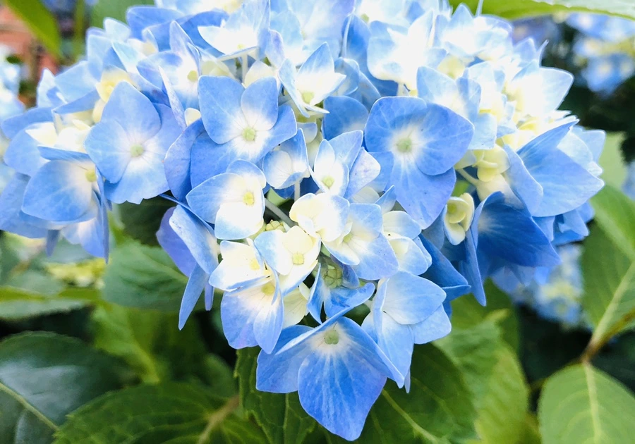 IMG_8639.jpg?type=w966