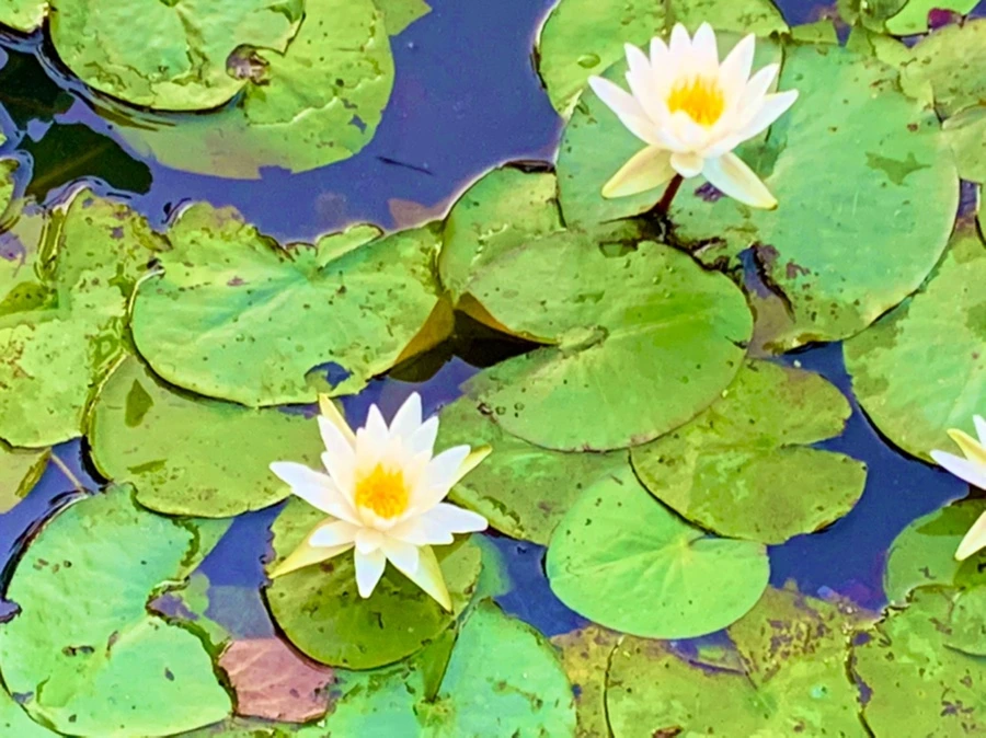 IMG_1078.jpg?type=w966