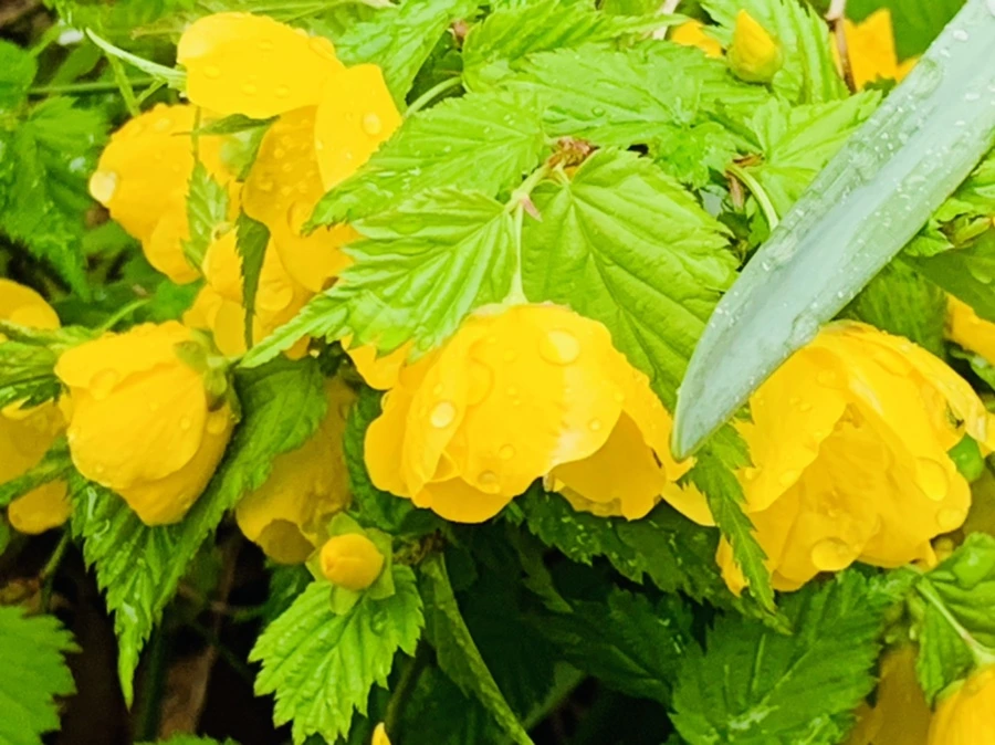 IMG_1258.jpg?type=w966