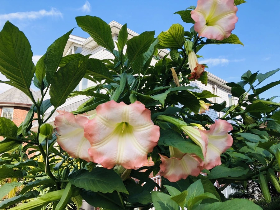 IMG_1718.jpg?type=w966