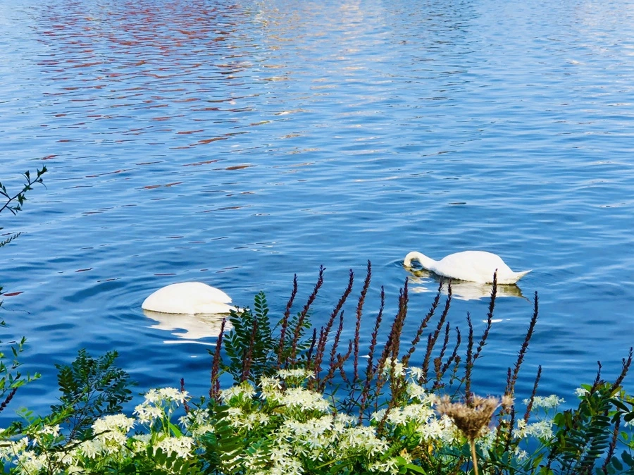 IMG_0925.jpg?type=w966