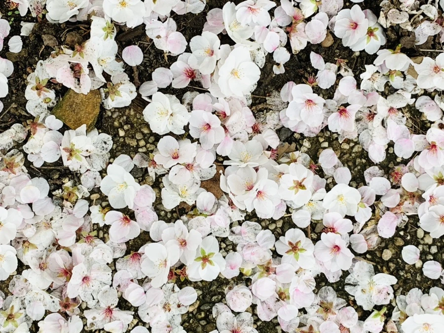 IMG_1323.jpg?type=w966