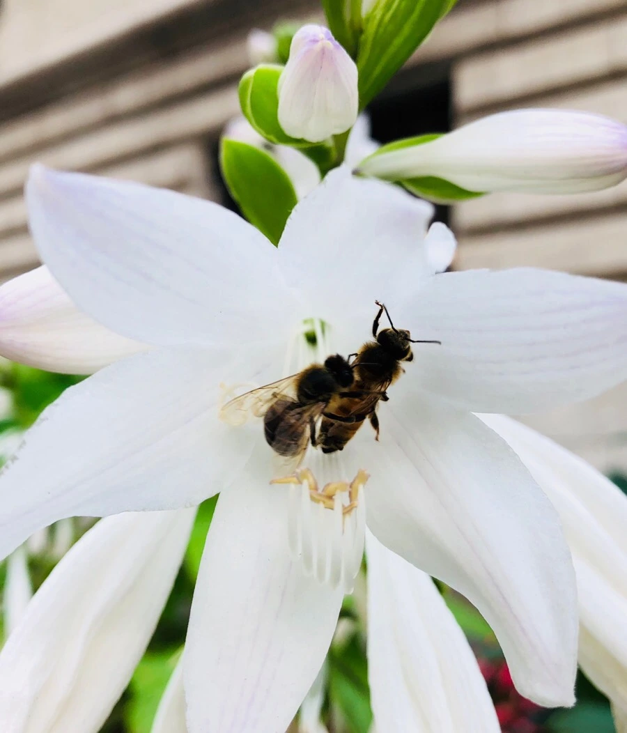 IMG_1148.jpg?type=w966