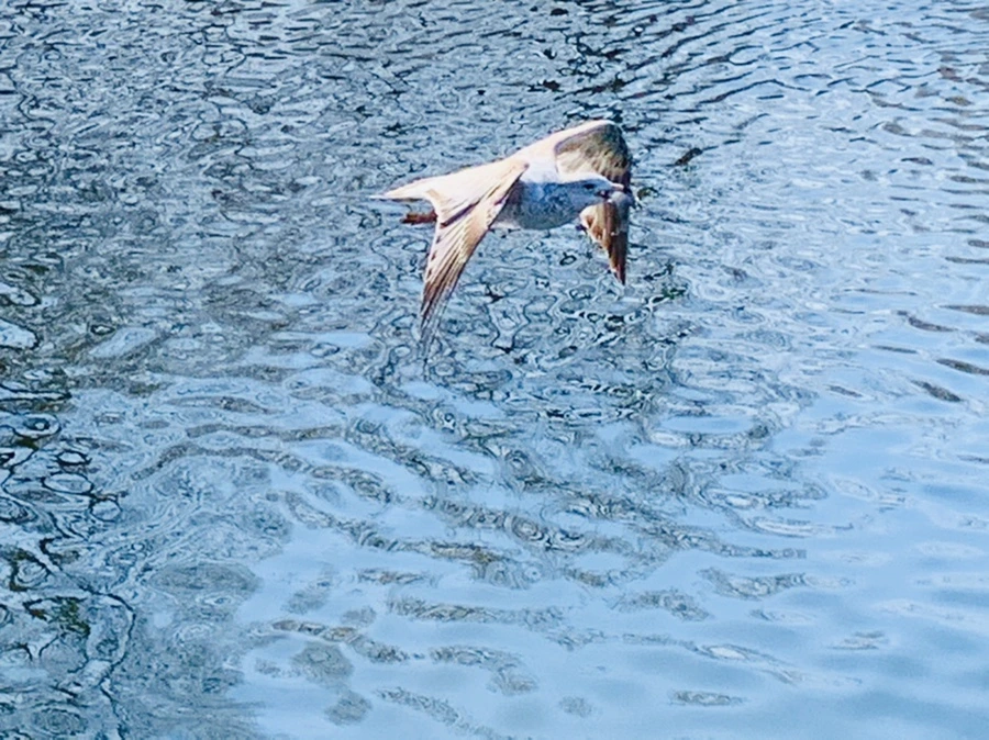 IMG_9287.jpg?type=w966