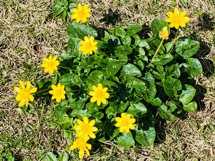 IMG_4517.jpg?type=w966